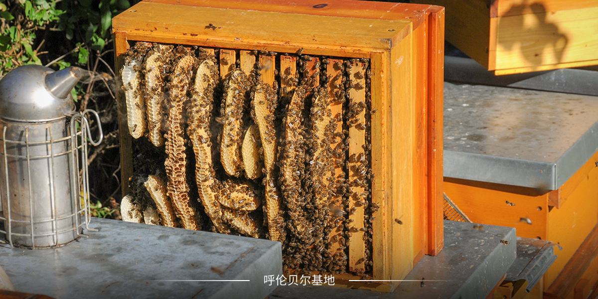 呼倫貝爾基地